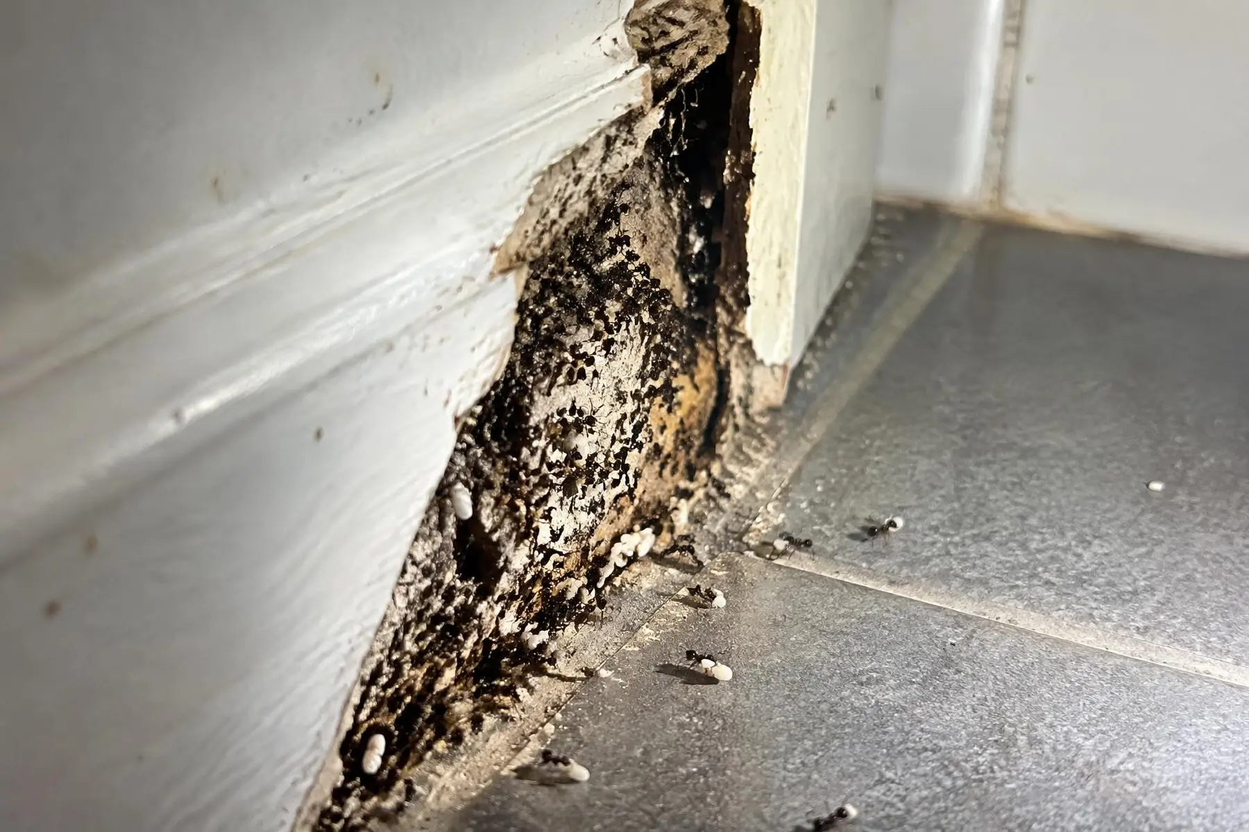 Skirting board pulled away in a tiled bathroom showing a black house ant nest in the wall cavity with ants carrying eggs