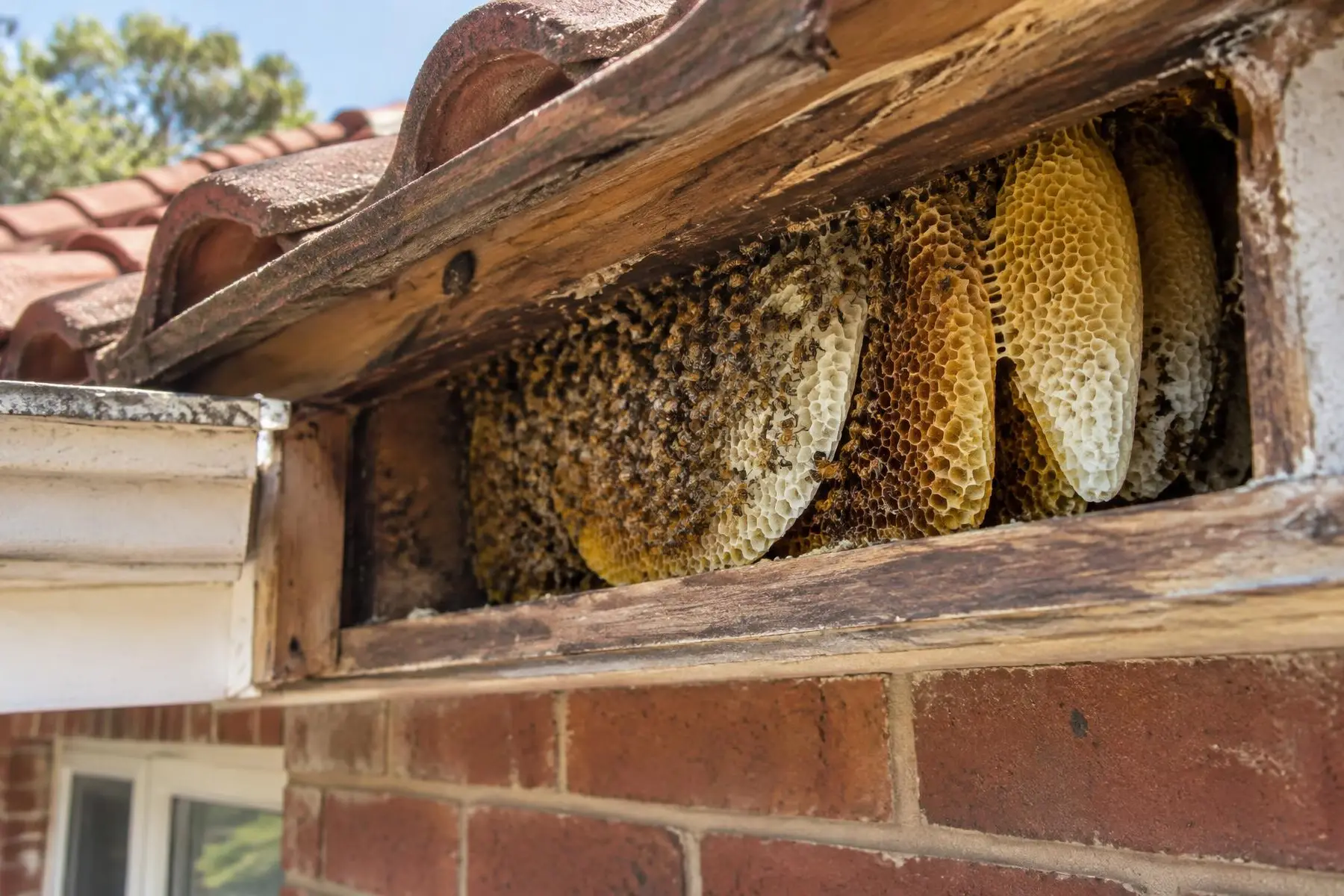 Honey bee colony with wax comb inside an opened roof eave cavity of a brick Sydney home