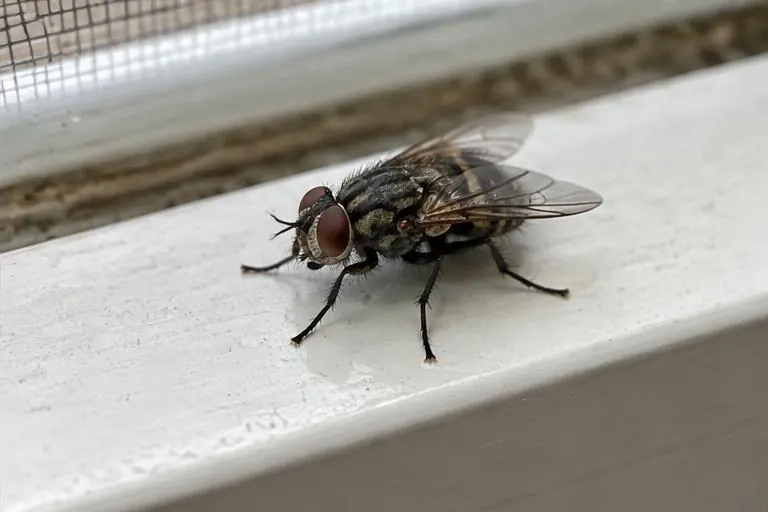 House fly on a kitchen window sill beside a screened window