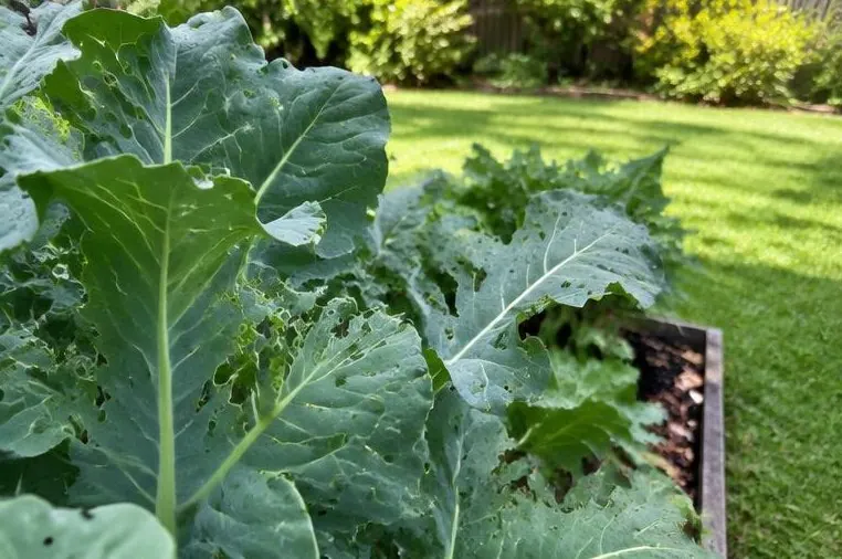 Chewed leafy garden plants