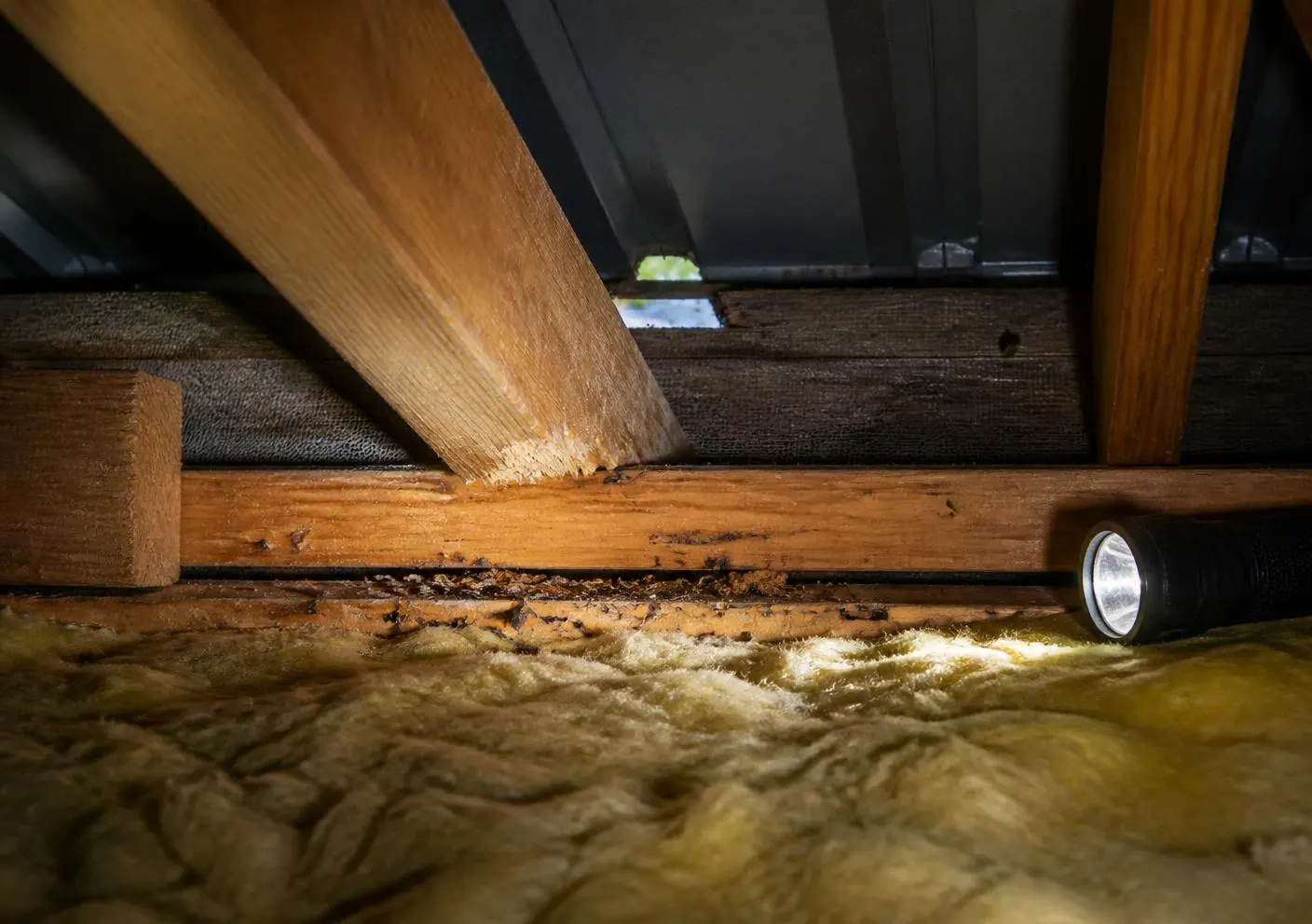 Rodent entry damage and activity evidence found in the roof void of a Sydney home