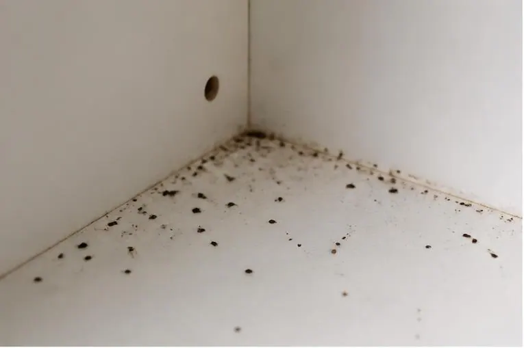 Droppings, a common sign of cockroach activity