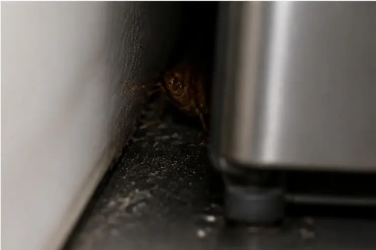 Hiding spots, a common sign of cockroach activity