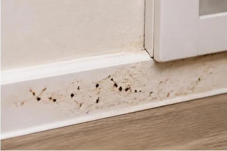 Smear marks, a common sign of cockroach activity
