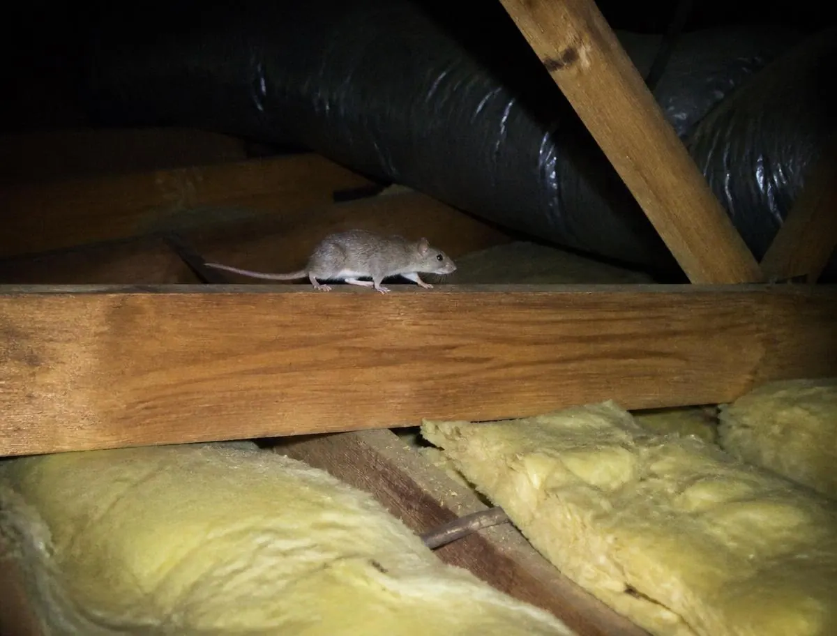 Scratching or scurrying in the roof or walls, mostly at night, a sign checked during rodent control