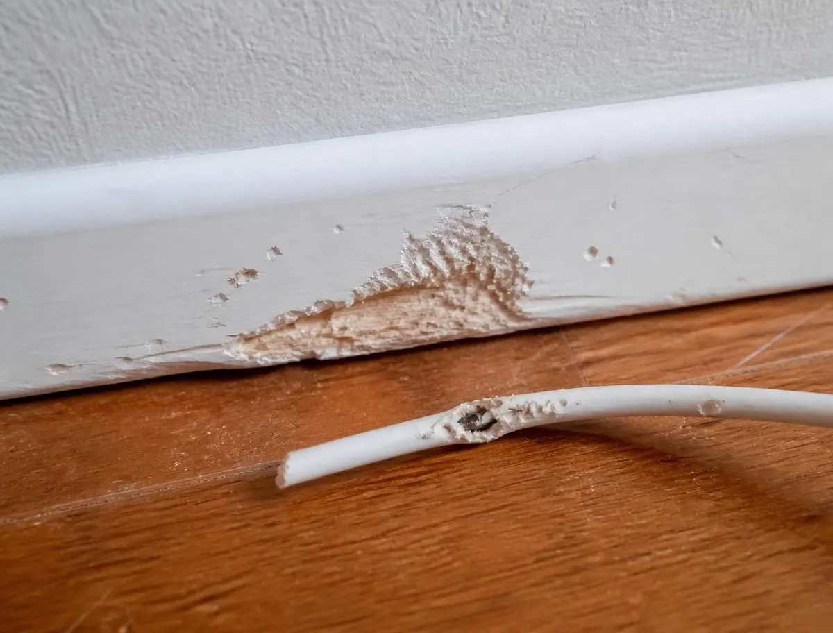 Gnaw marks on food packaging, skirting or wiring, a sign checked during rodent control
