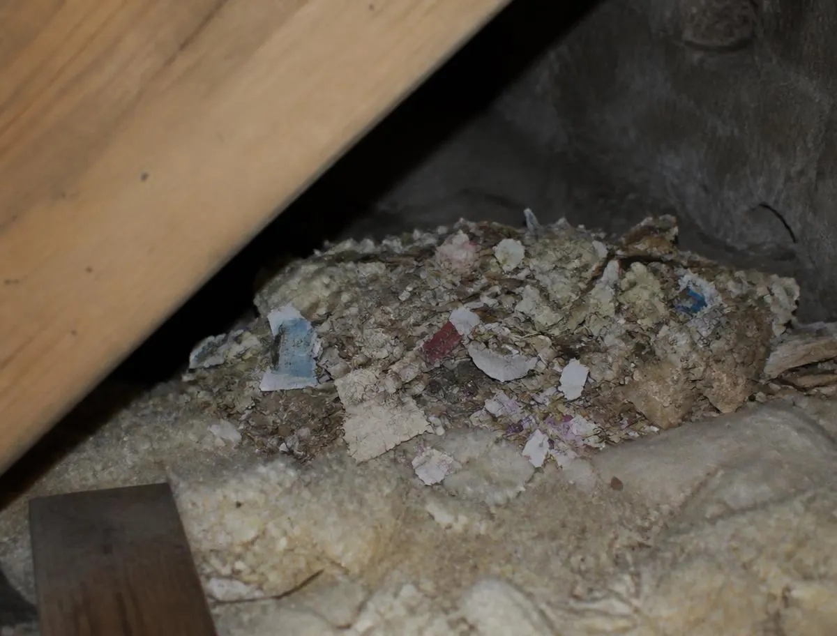 A musky smell in cupboards or the roof space, a sign checked during rodent control