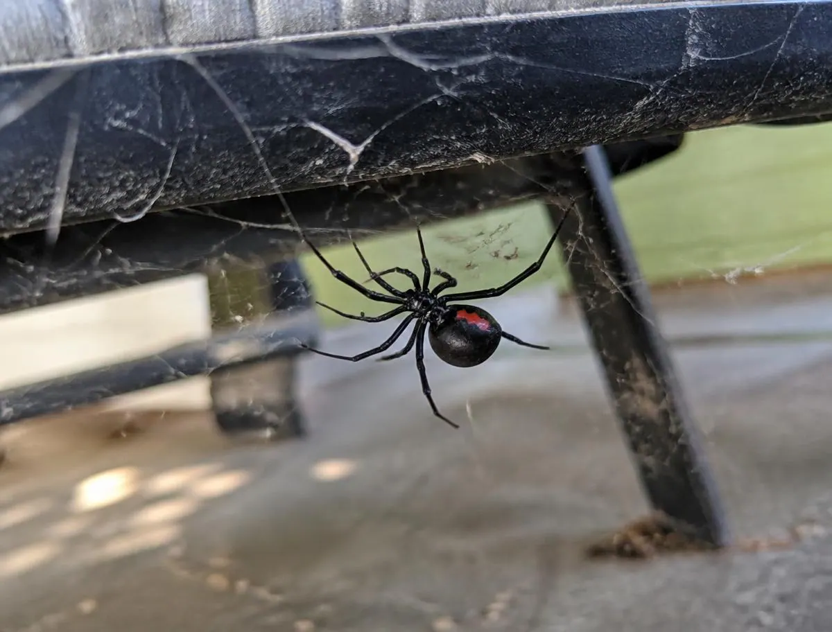 Redback webs around outdoor furniture, meter boxes or the shed, a sign checked during spider control