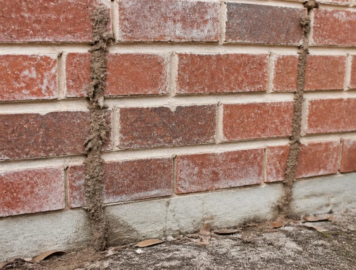 Mud tubes on brickwork, piers or fences, a sign checked during termite inspections