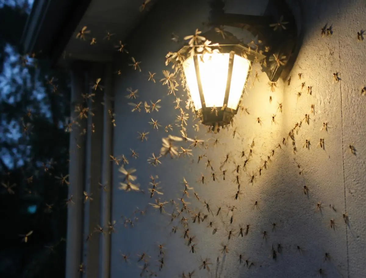 Doors and windows that suddenly stick, a sign checked during termite inspections