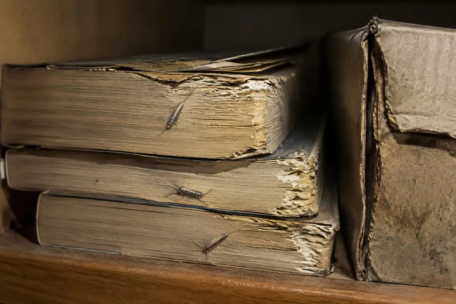 Old paperbacks and a cardboard box in a wardrobe with silverfish and feeding damage on page edges