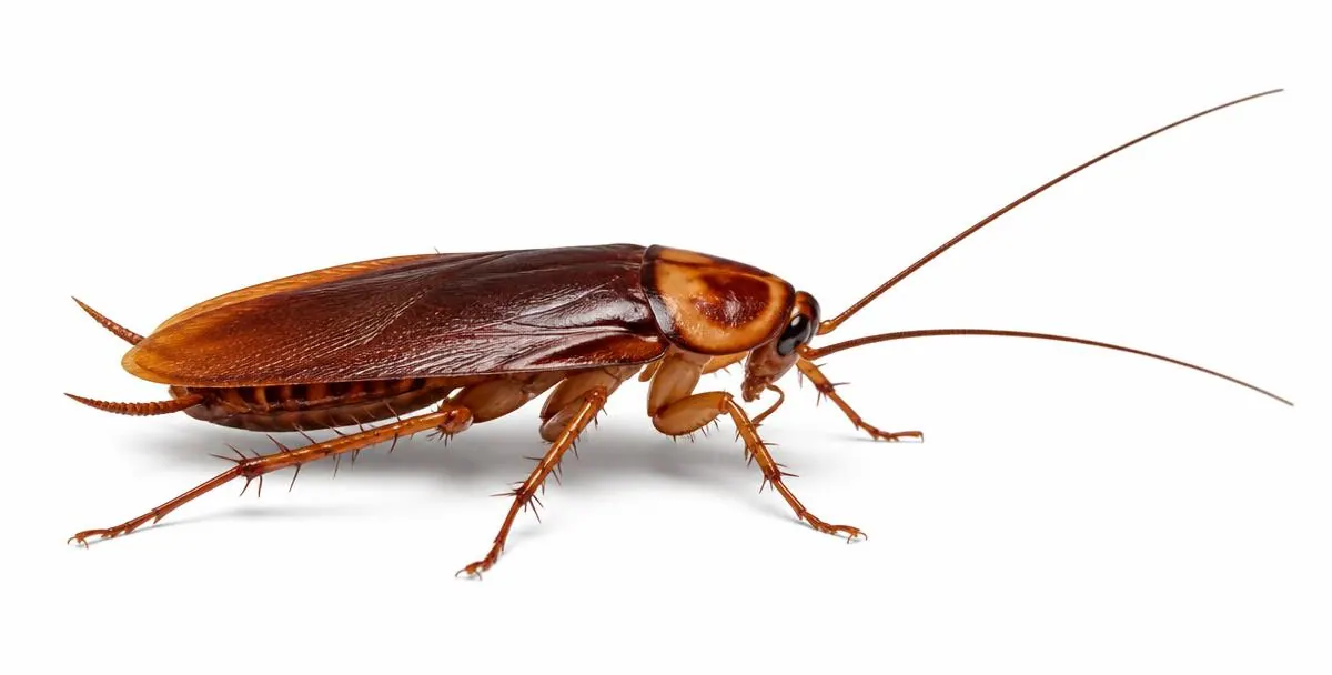 American cockroach with a large reddish brown body