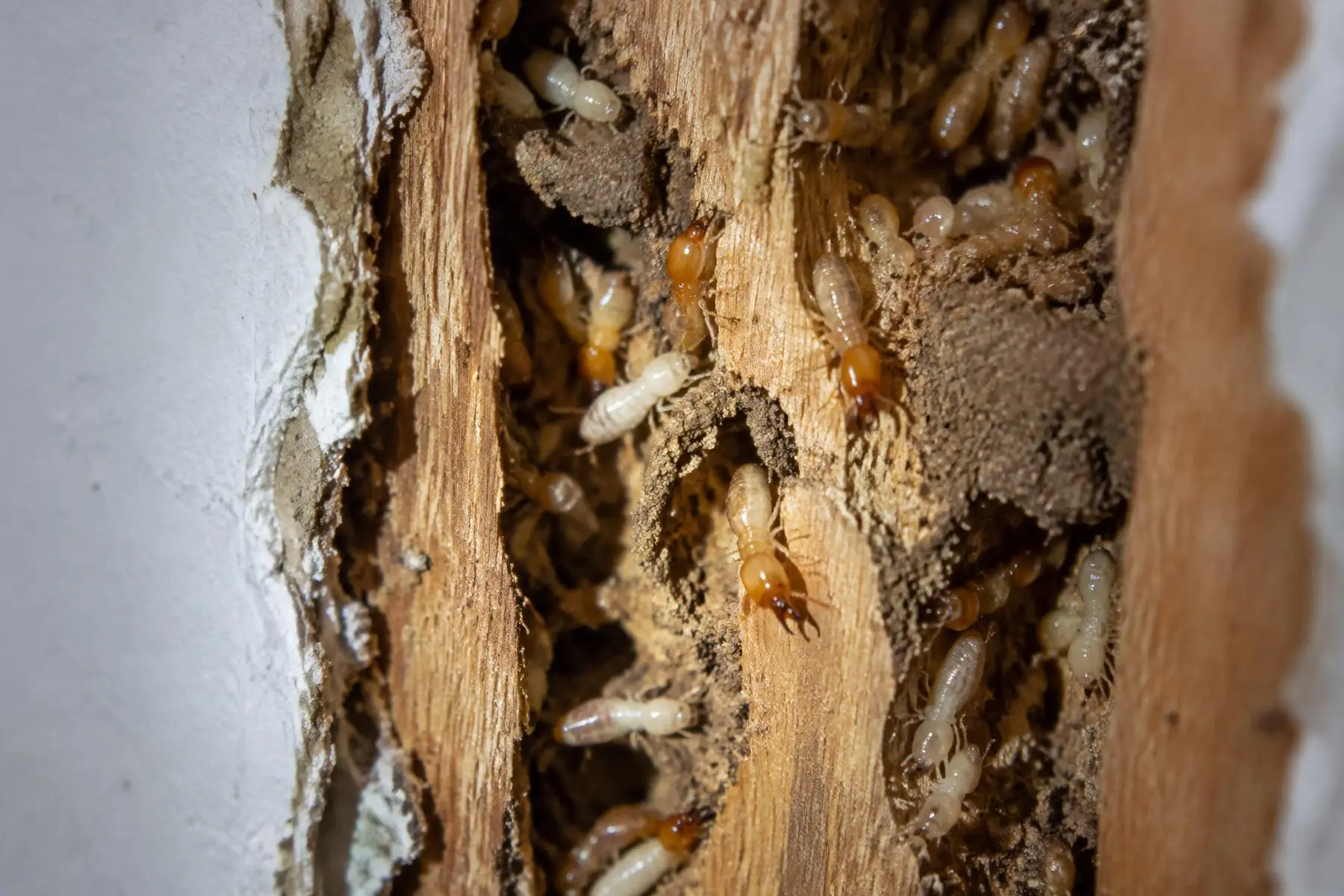 Plasterboard cut away to reveal a timber stud hollowed out by termites with live workers and soldiers