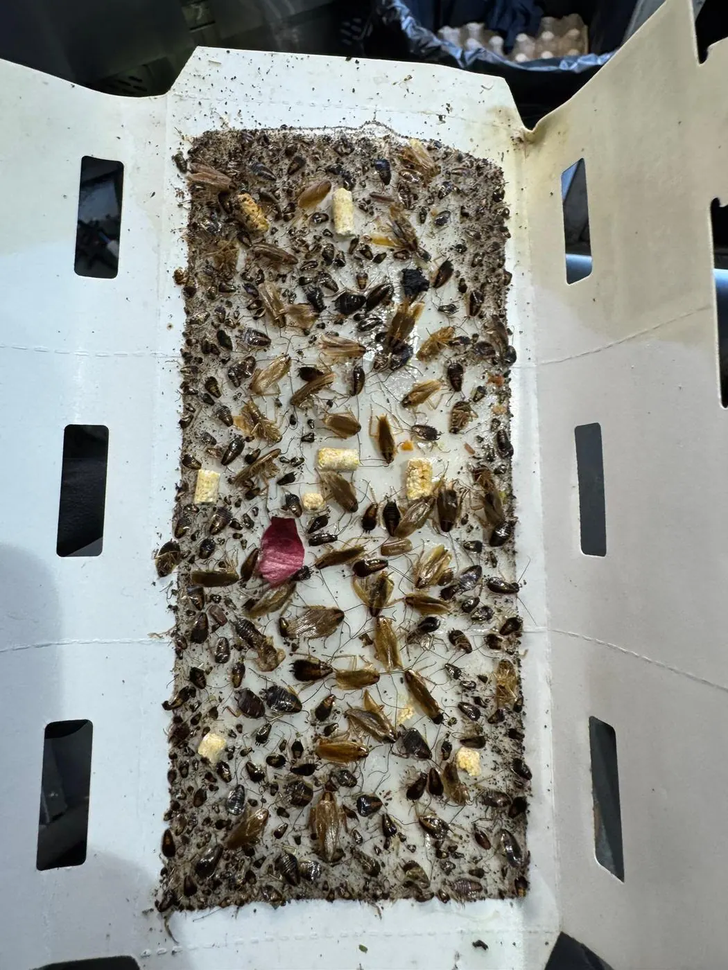 Glue trap covered in cockroaches after one night in a Sydney kitchen
