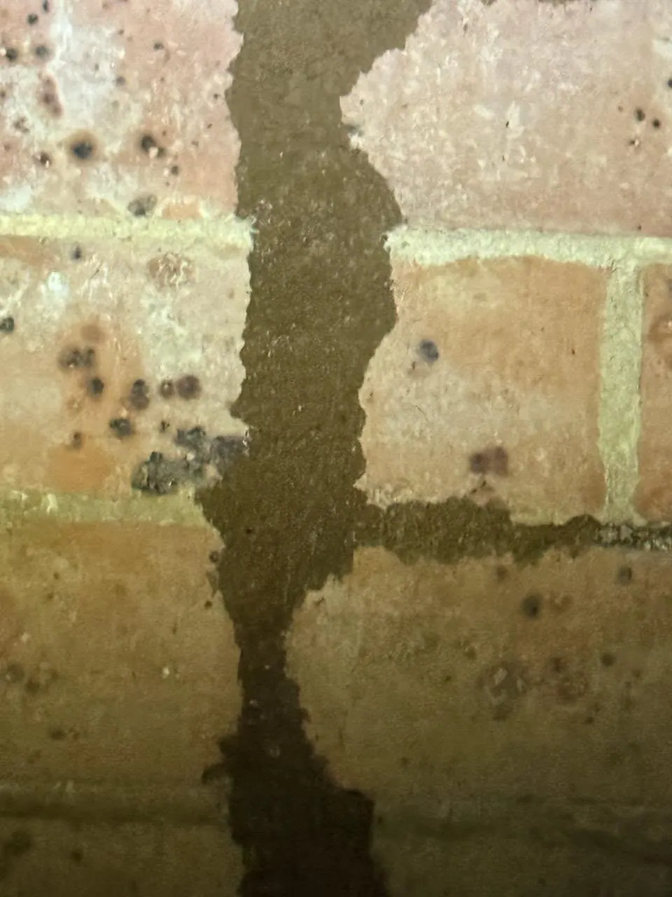 Termite mud tube climbing up a brick wall of a Sydney home